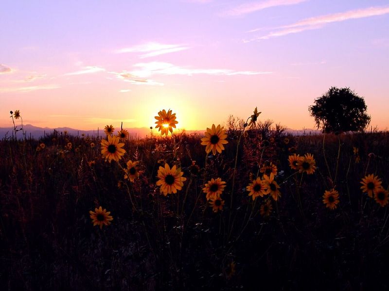 File:Flower-sunset.jpg