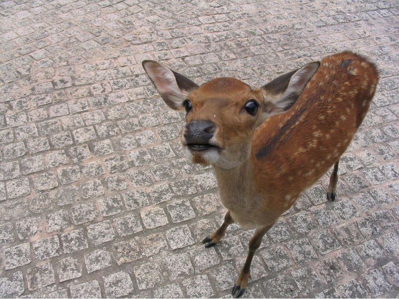 File:Deer by Wainson.jpg