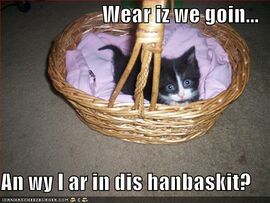 File:Funny-pictures-kitten-handbasket1.jpg