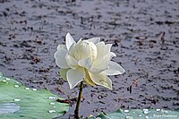 White lotus. (38633416171).jpg