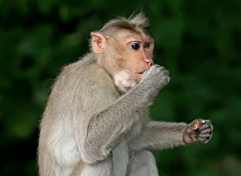 File:Monkey eating.jpg