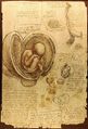 Da Vinci's studies of Embryos.