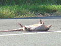 This is not a dead armadillo (he poses better than this.)