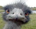 This is your average emo, oh wait, it's an emu...