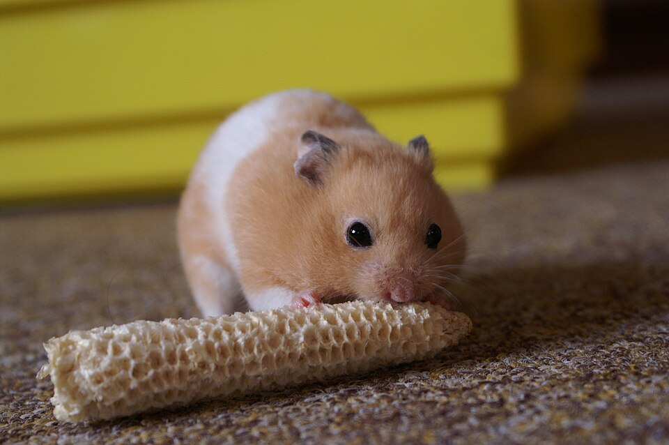 File:Mesocricetus auratus -pet hamster-8a.jpg