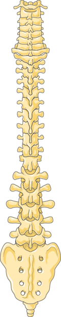 File:Rheumatology - Vertebral column 3 -- Smart-Servier.png