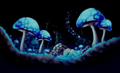 The magic mushroom land.