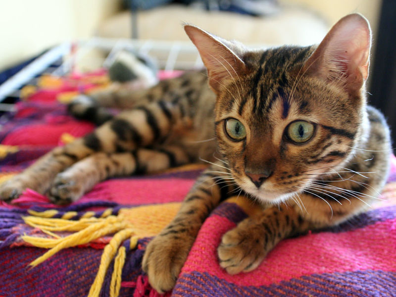 File:Bengal Cat (Fia).jpg