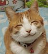 Cat smile.jpg