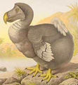 A dodo bird clearly posing for a dirty magazine.