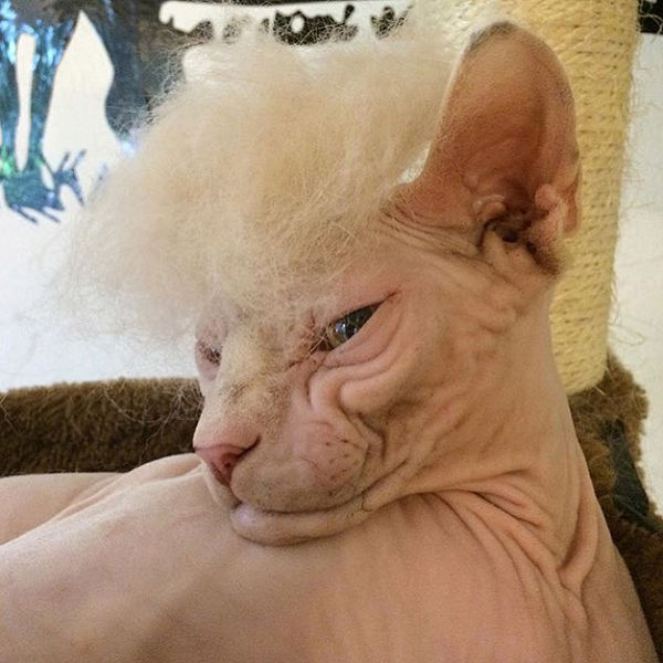 File:Trump-cat2.jpg