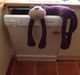 Purple monkey dishwasher.jpg