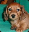 Cute-daschund-puppy-large.jpg