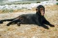 Cat chimpanzee.jpg