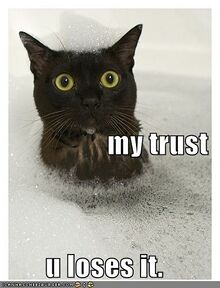 File:Funny-pictures-cat-bubble-bath-trust.jpg