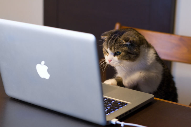 File:Cat using computer.jpg