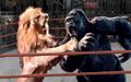 Lion VS Gorilla