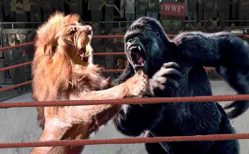 File:Lion vs gorilla.jpg