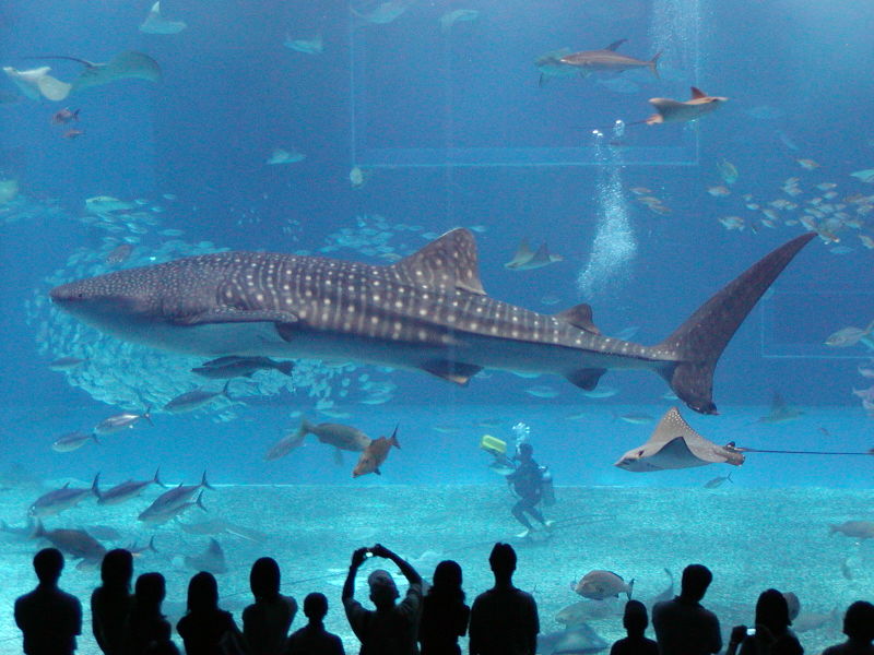 File:Aquarium.jpg