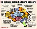 Liberal Brain.jpg