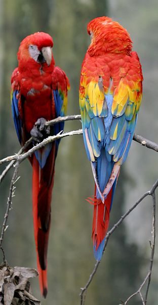 File:Parrots.jpg