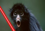 Darth Bobo.jpg