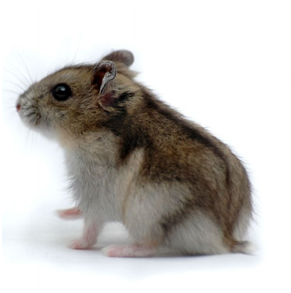 Fichier:Echelle simple hamster.png