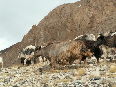 Fichier:Troupeau de yaks des montagnes.jpg