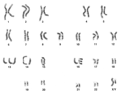 Fichier:Luciole caryotype.png