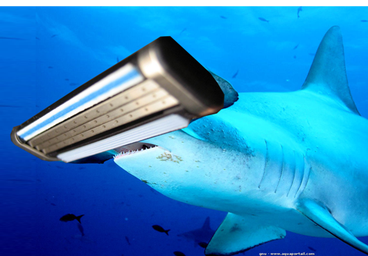 Fichier:Requin rasoir.png