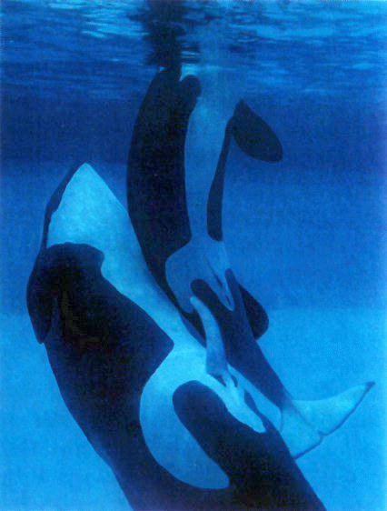 Fichier:KillerWhales-Orca-Mating.jpg