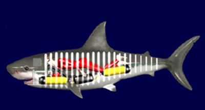Fichier:Robot shark.jpg