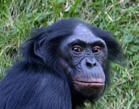 Fichier:Bonobo4.jpg