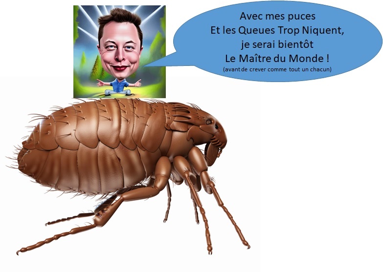 PuceEtLesQueuesTropNiquent 2.jpg