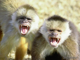 Fichier:Angry monkeys.jpg
