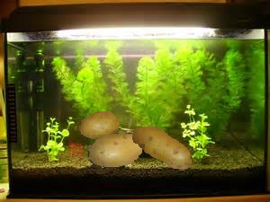 Fichier:Aquarium à patates.jpg