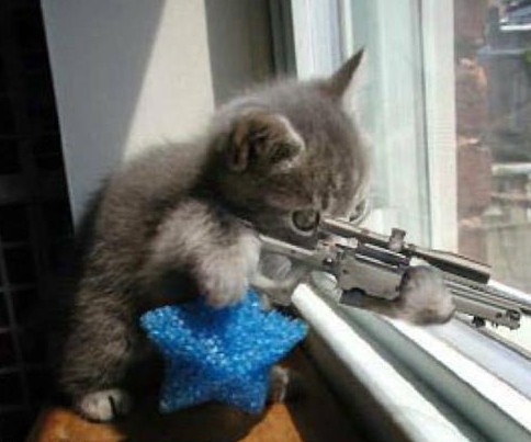 Fichier:Sniper cat.jpg