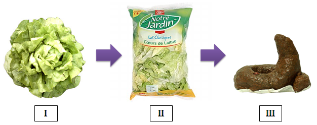 Fichier:Evolution salade.png