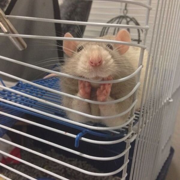 Fichier:Rat en cage.jpg