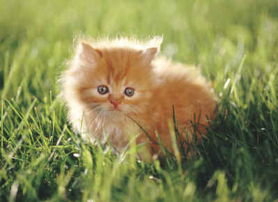 Fichier:Orange Kitten.jpg