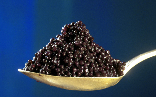 Fichier:Sturgeon-caviar2.jpg