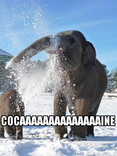 Cocaine elephant.jpg