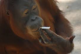 Image de babouin qui fume.jpg