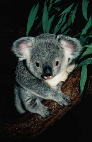 Fichier:Koala 002.jpg