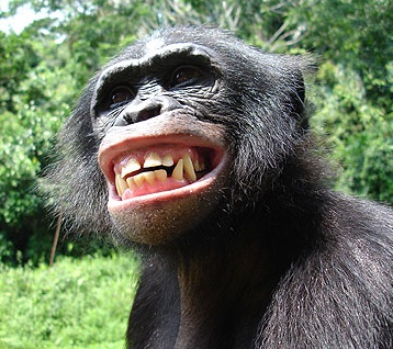Fichier:Bonobo2.jpg
