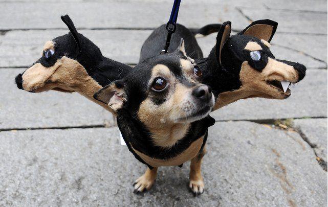 Fichier:Funny-dog-costume-cerberus.jpg