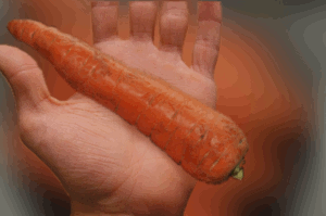 Fichier:Jean-Pierre Coffe montrant une carotte.gif
