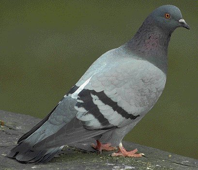 Fichier:Pigeon.jpg
