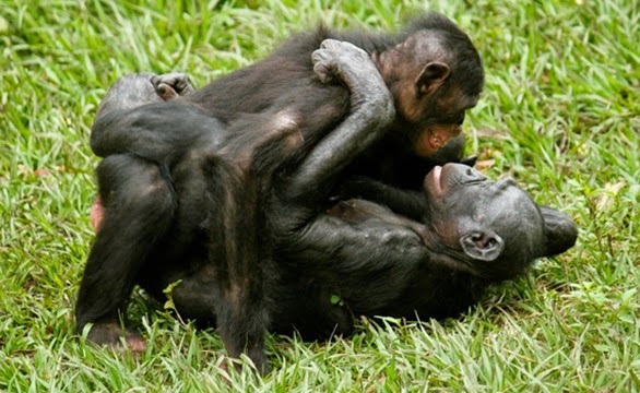Fichier:BonoboNM2.jpg
