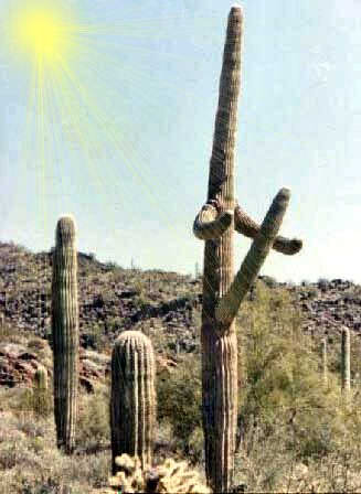 Fichier:Cactus Nevada.jpg